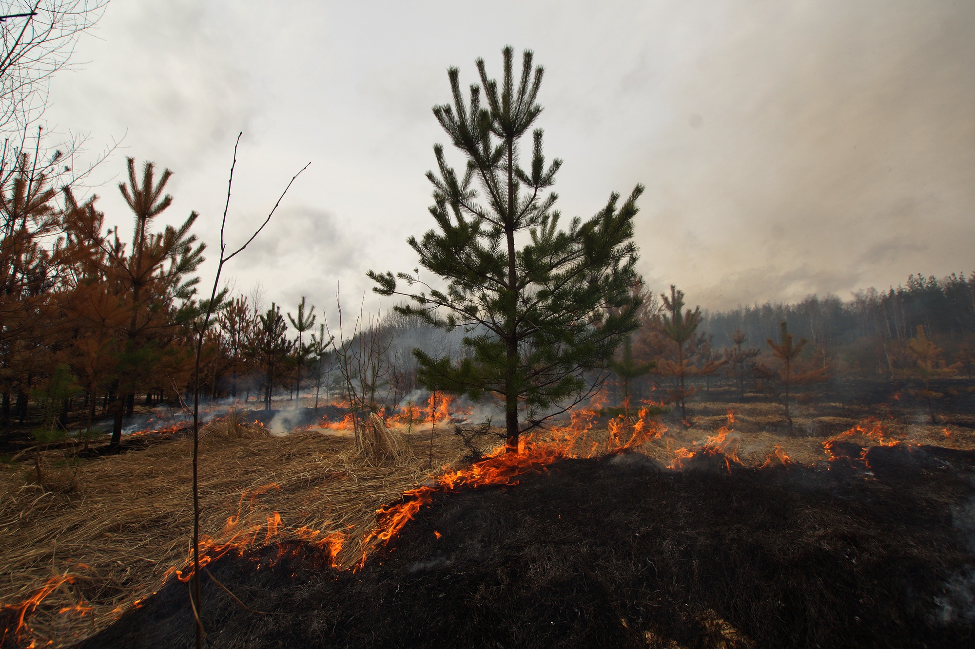 Почему после пожаров. Лес после пожара. Деревья после пожара. Пожар в лесу весной. Лесные пожары в Вологодской области.