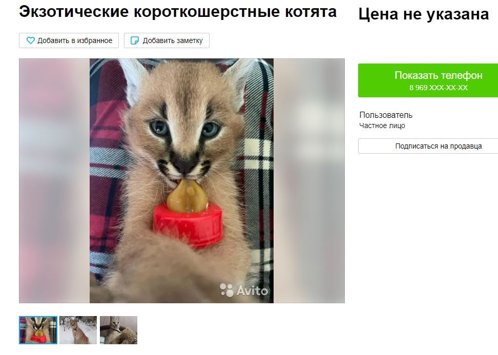 В Волгограде для «дам и господ» продают котят экзотического каракала