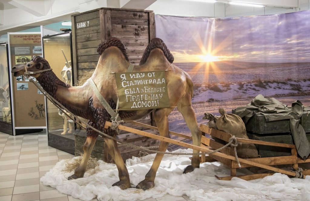 В одном из музеев Волгограда открылась выставка в честь животных-фронтовиков